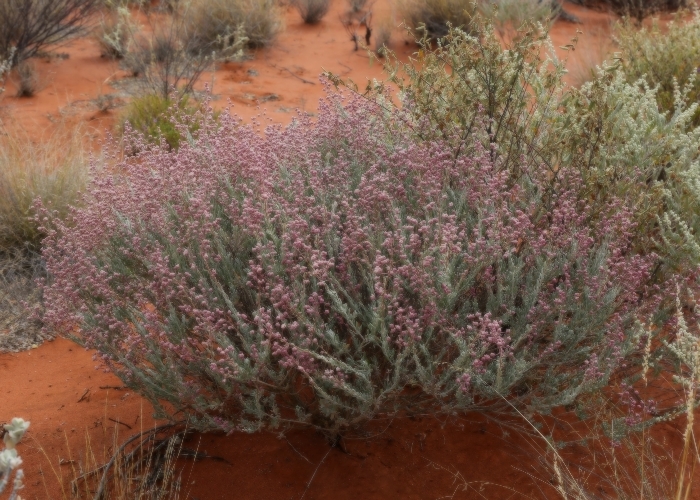 Australian Desert Plants Lamiaceae